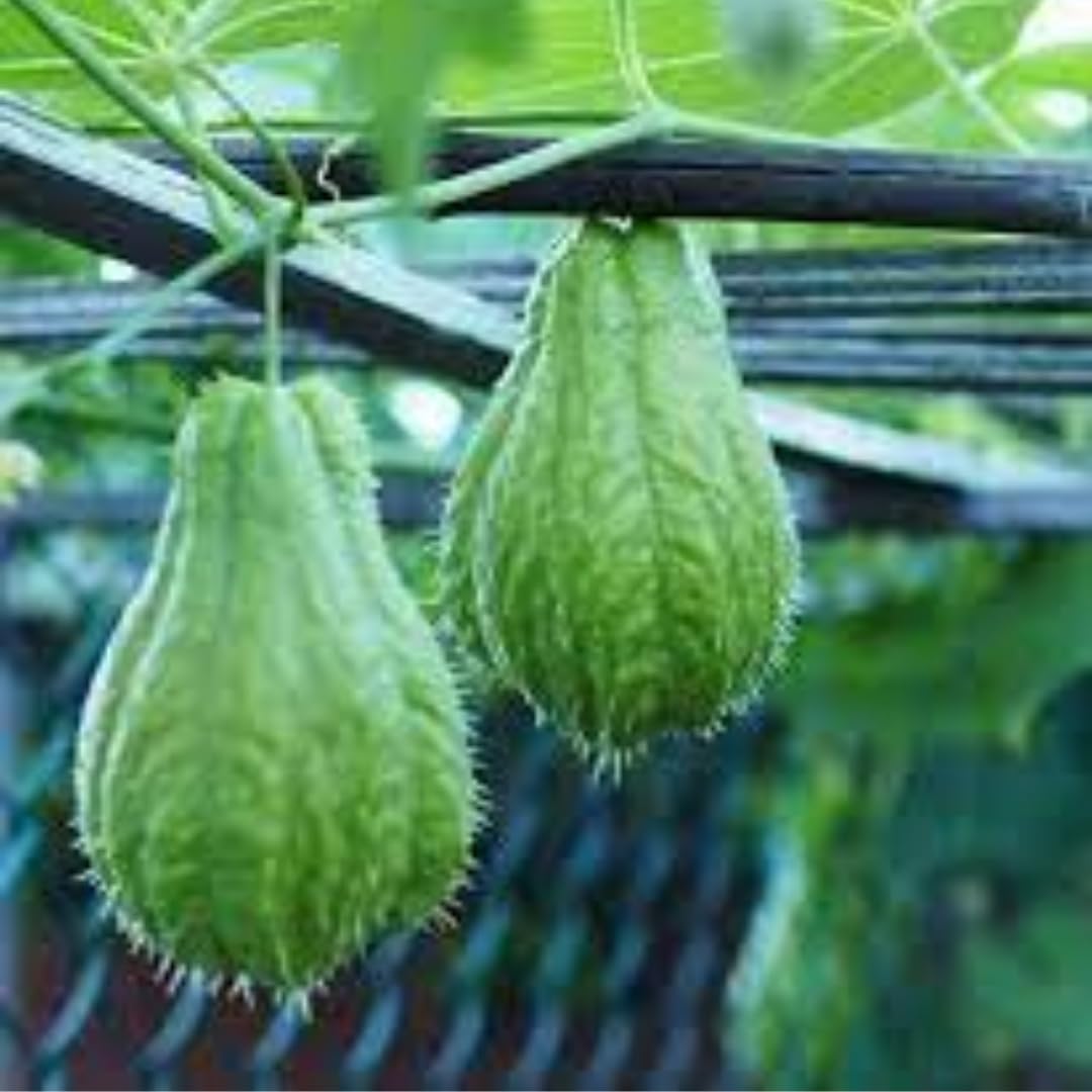 Chayote Live Plant, Chayote Squash Rooted, Chayote Vegetable Live Plant for Planting, Live Chayote Plant from 4 to 6 Inc Tall