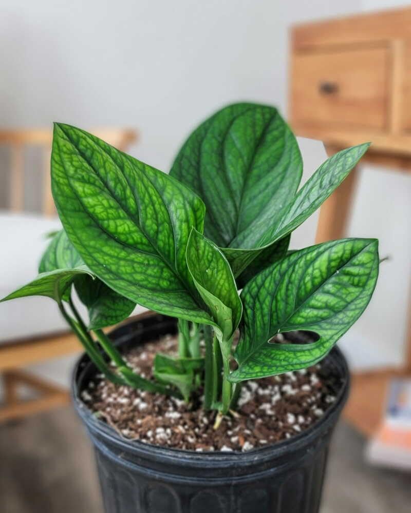 RedCrocus - RedCrocus Peru Monstera Deliciosa 'Peru' - Indoor Tropical Foliage Plant, Large Perforated Glossy Leaves, Pet & Deer Resistant, Indoor & Container Friendly 6" Pot