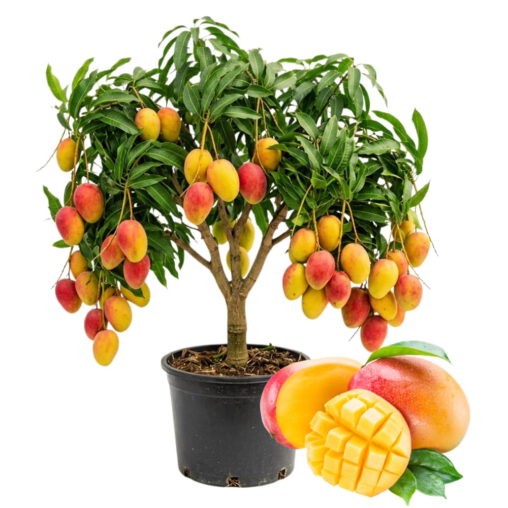 Valencia Mango Trees Live Plants in 3 Gal Pot, Fragrant Mango Fruit Tree from 2 to 3 Feet Tall, Sweet and Fast-Growing, No Ship to CA