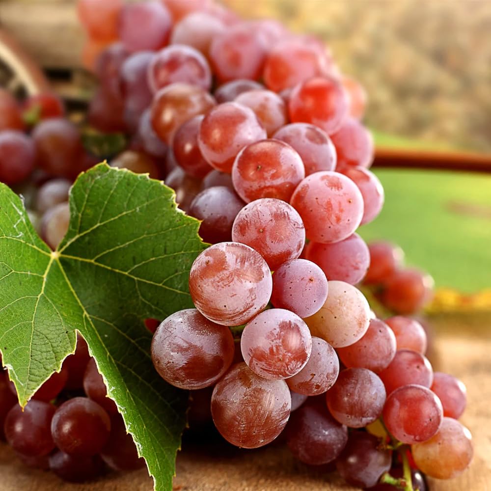 Grape Vine Plant Live for Planting Outdoors, Grape Plant Live Grape Tree to Grow 1-2 Years Old Well-Rooted, Black Grape Fruit Tree Live Plant (Red Grape)