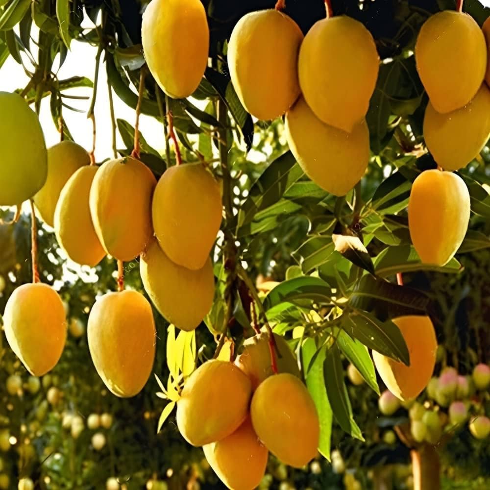 No CA, Thai Mango Tree Mango Plant, Grafted Mango Tree Mango Plant in Pot, Sweet Mango Tree Mango Tree Live Plant, Mango Plant Live, 2-3 Feet in 3 Gallon Pot, No CA