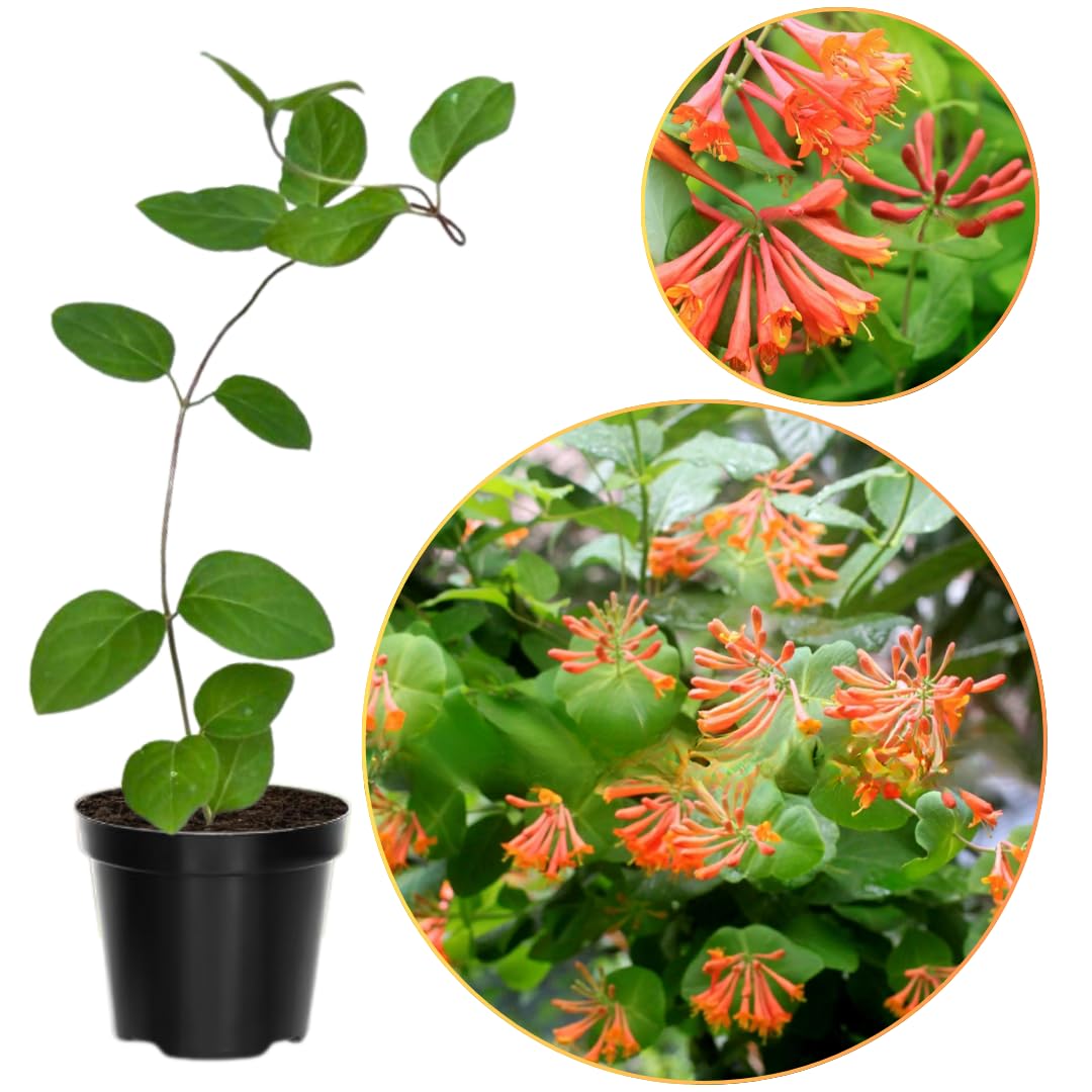 Dropmore Scarlet Climbing Honeysuckle Plant Live, Fragrant Honeysuckle Plants Vine Bushes in 2.5 Inch Pot