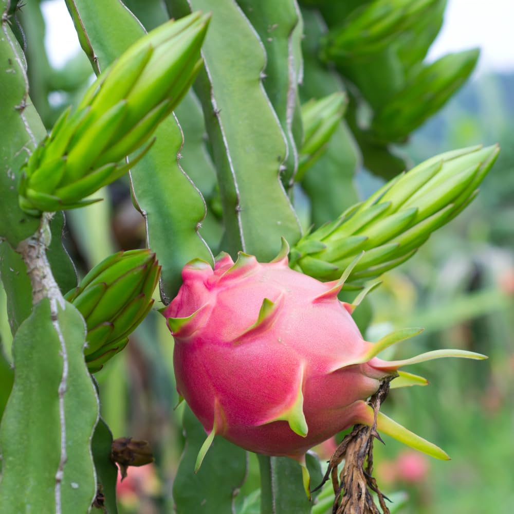 Dragon Fruit Plant Live in 3 Gallon Pot, Tropical Dragon Fruit Vine Plant, Sweet Fruits Plants for Outdoor Planting
