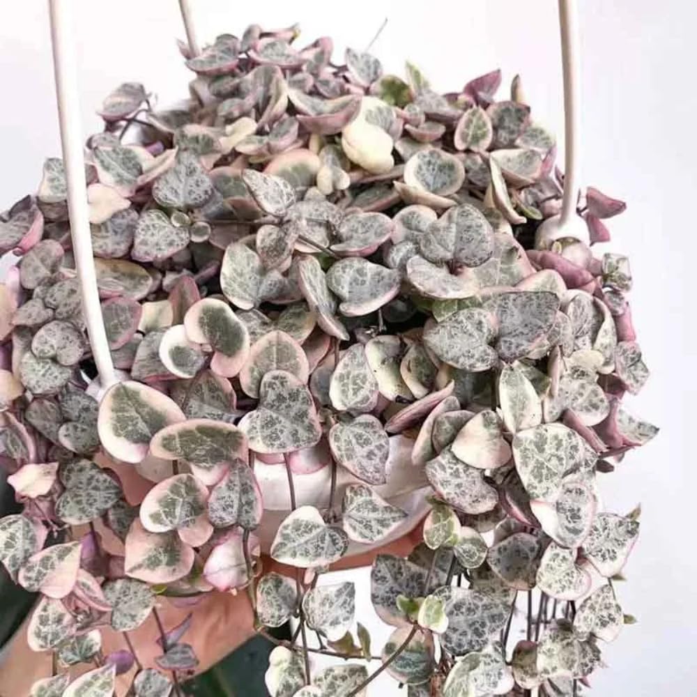 String of Hearts Plant in 2.5-Inch Pot, Rare Trailing Succulent for Indoor Planting, Hanging Houseplant for Decoration