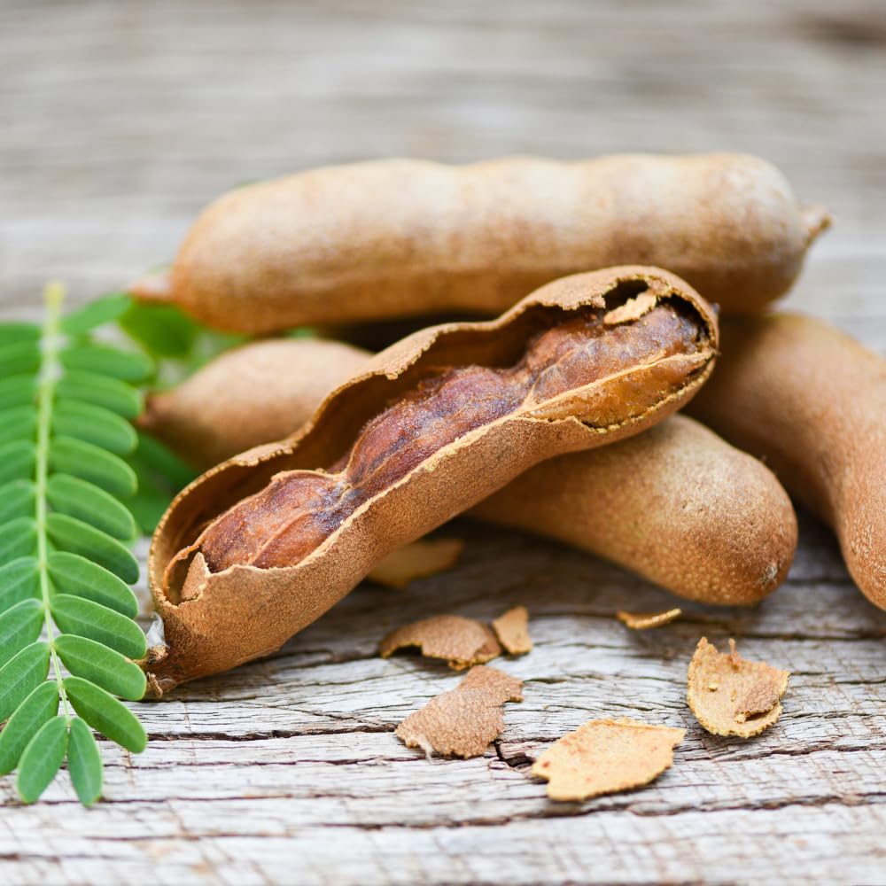 Sweet Tamarind Plant Live, Tamarind Tree, Perennial Tamarinds Fruit Tree, Fragrant and Edible Fruit for Planting, Well Rooted 2-3 Feet Tall in One Gallon Pot