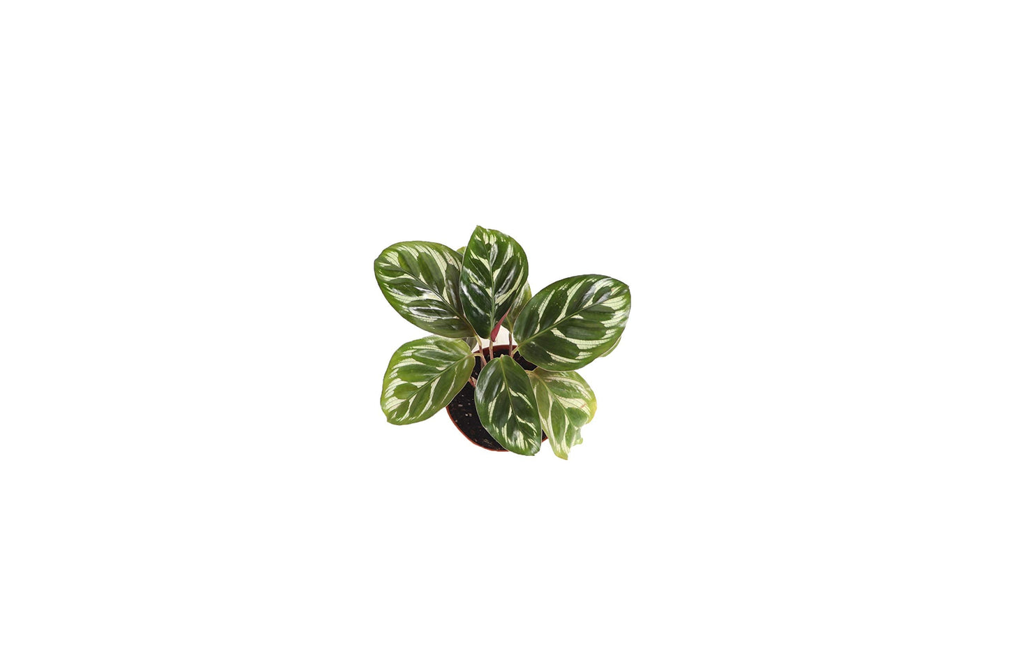 Calathea Peacock Makoyana- 4'' from California Tropicals