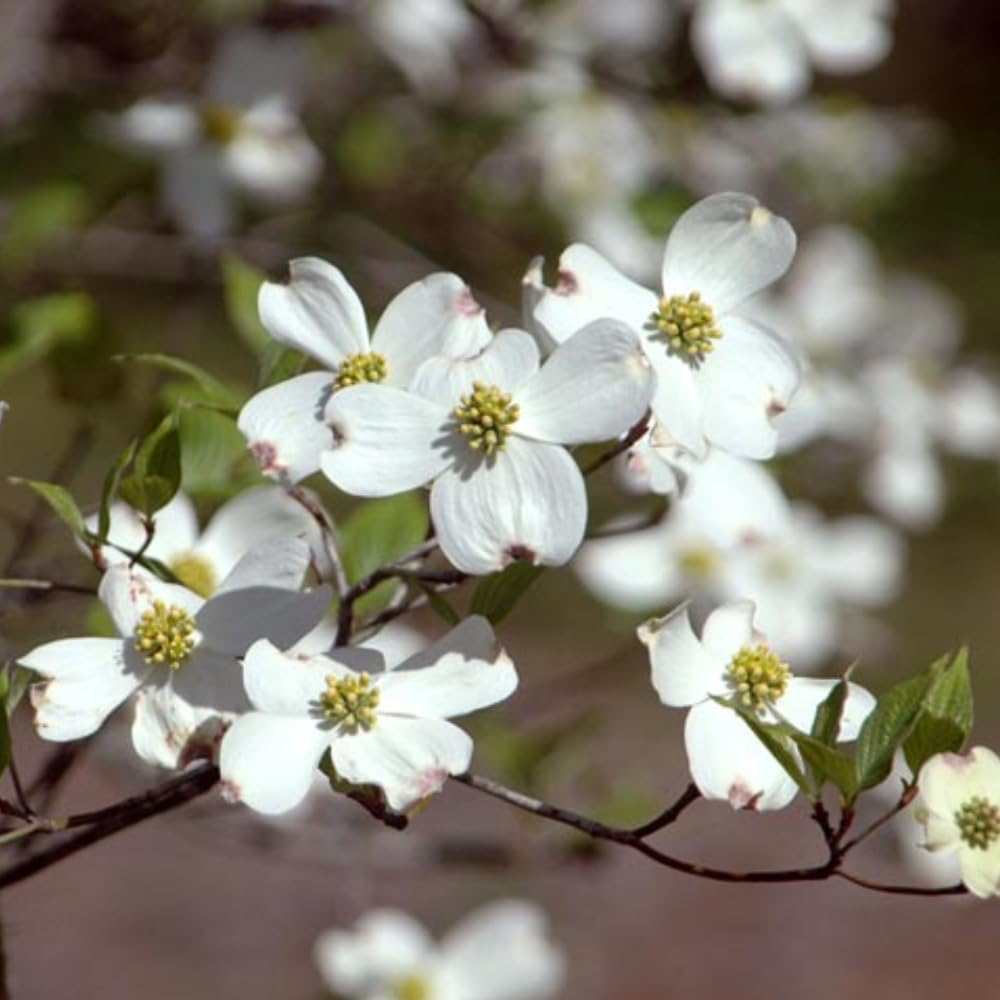 White Dogwood Tree Live Plant, 8-14 Inc Height, in Quart Pot, Flowering Ornamental Tree for Planting Home Garden