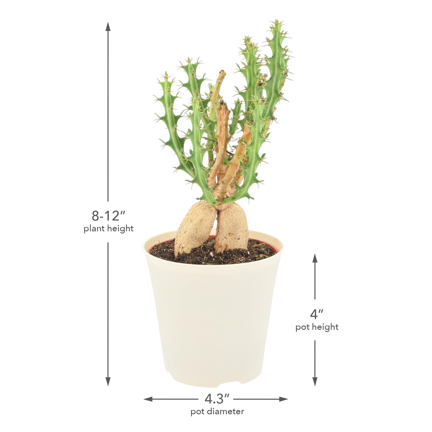 Arcadia Garden Products Live Euphorbia Knuthii Striped Green Spurge Succulent Indoor Houseplant in Plastic Pot, Tropical Plant Collector Gift for Home and Garden Decor, 4-inch, Beige