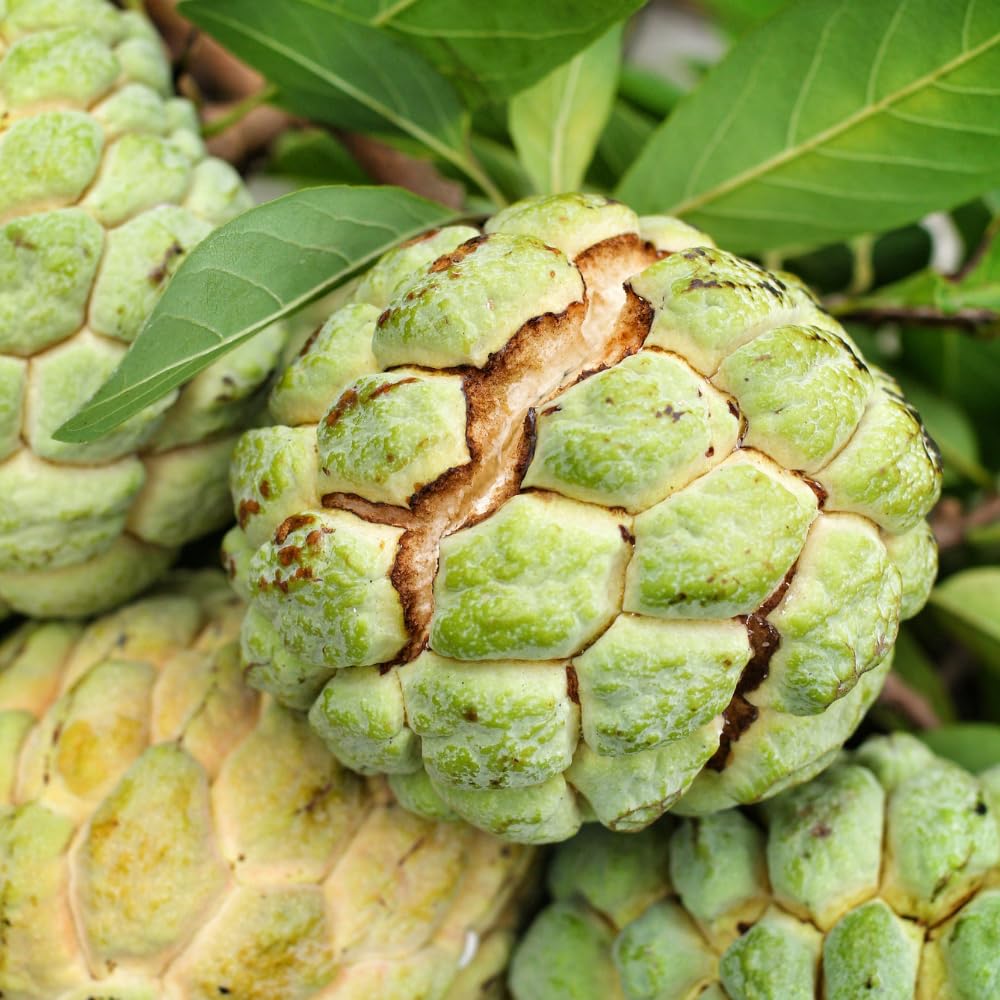 Green Sugar Apple Plant Live in Half Gallon Pot, Sweet Sugar Apple Plant Well Rooted 6-10'' Tall, Annona Squamosa for Planting