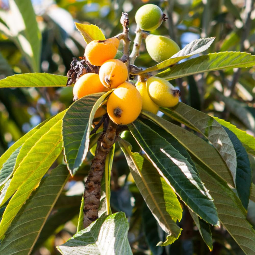 Loquat Fruit Tree 5-9" Tall, 4" Pot, Well-Rooted Loquat Plant for Garden and Orchard Planting