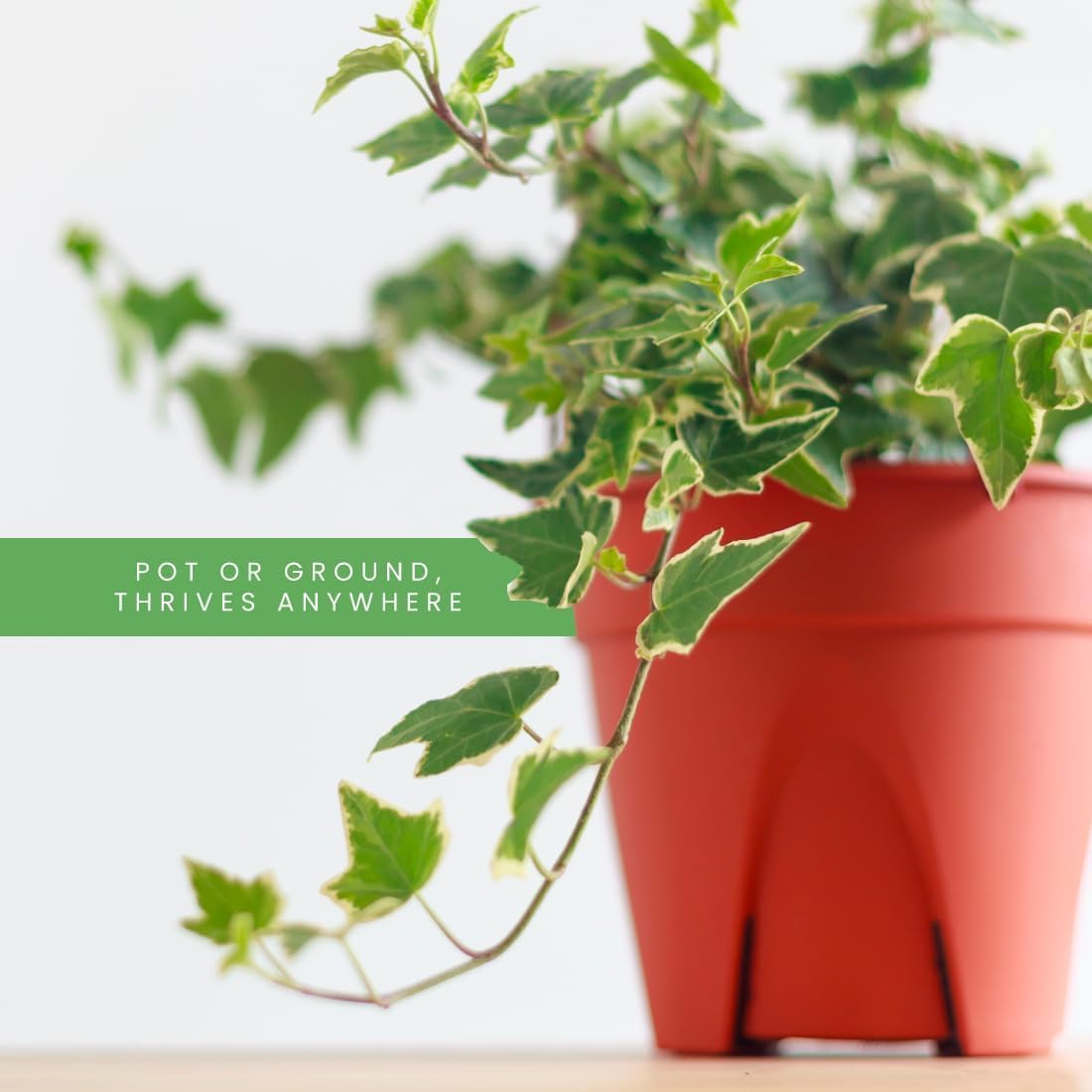 American Plant Exchange English Ivy Bundle, 2 Pack 4-Inch Pots, Green and Variegated, Vining Houseplants, Live Indoor Plants, Fast Growing, Easy to Care, Versatile Home & Garden Décor