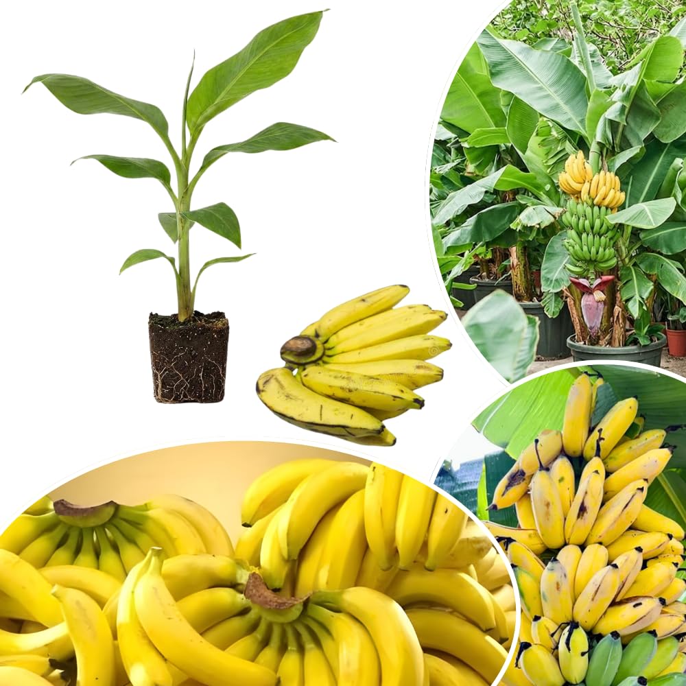 Banana Plant Live, Cold Hardy Tropical Banana, 4-6'' Tall, Starter Plant for Indoor and Outdoor (Dwarf Cavendish Banana)