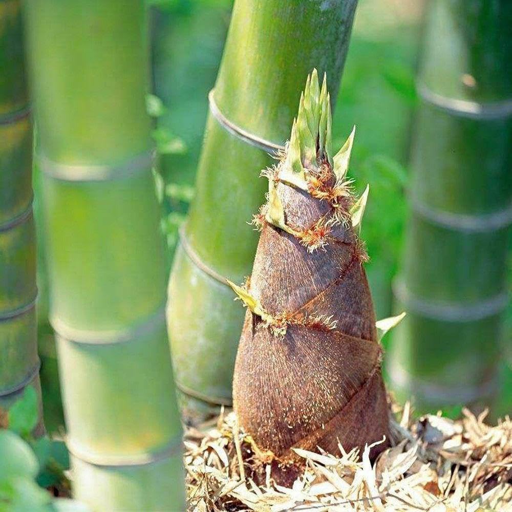 Moso Bamboo - Live Plant Cutting, Green, China Trees 12"-24"