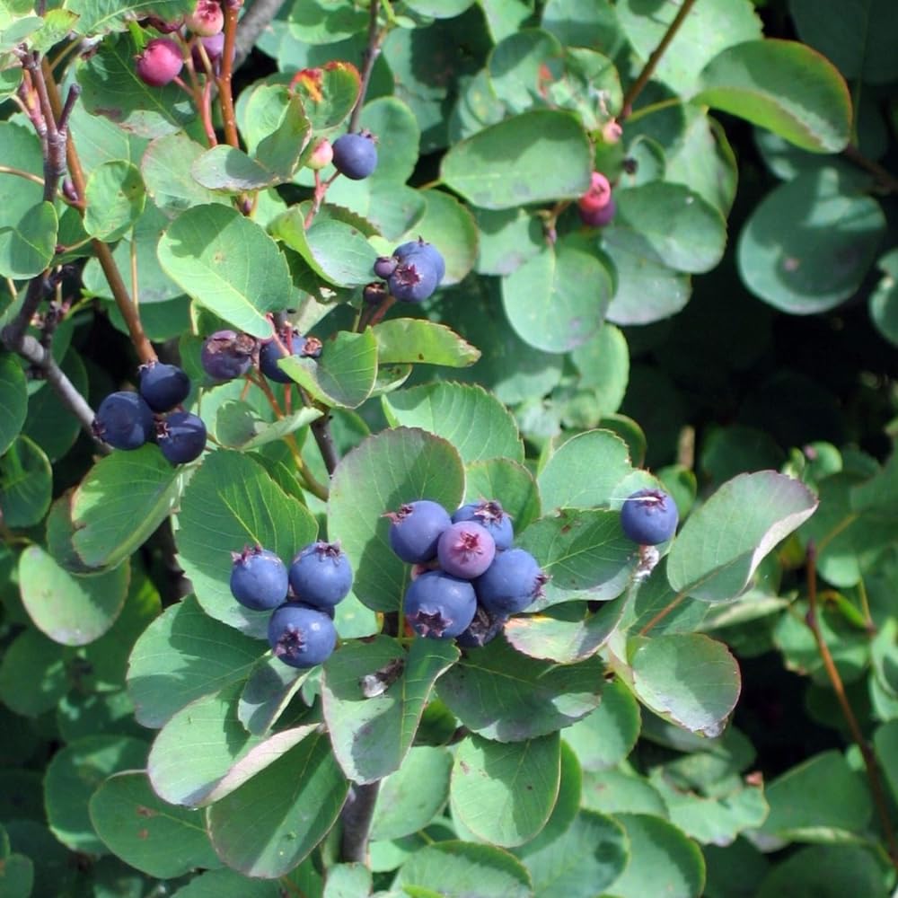 Serviceberry Plant Live 6 to 12 Inch Tall, Thornless Serviceberry Bush Live Plant Well Rooted to Grow