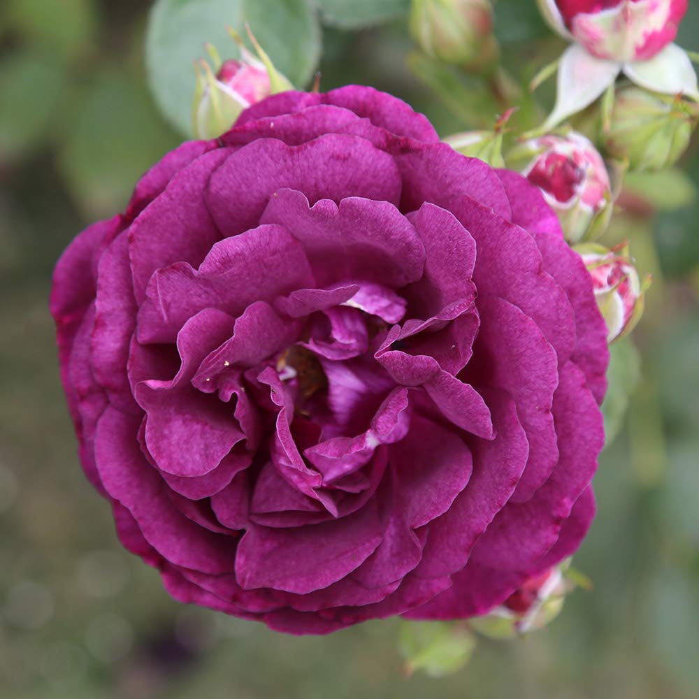 Heirloom Roses Rose Plant - Twilight Zone Purple Rose Bush, Grandiflora Roses Live Plant for Planting Outdoors