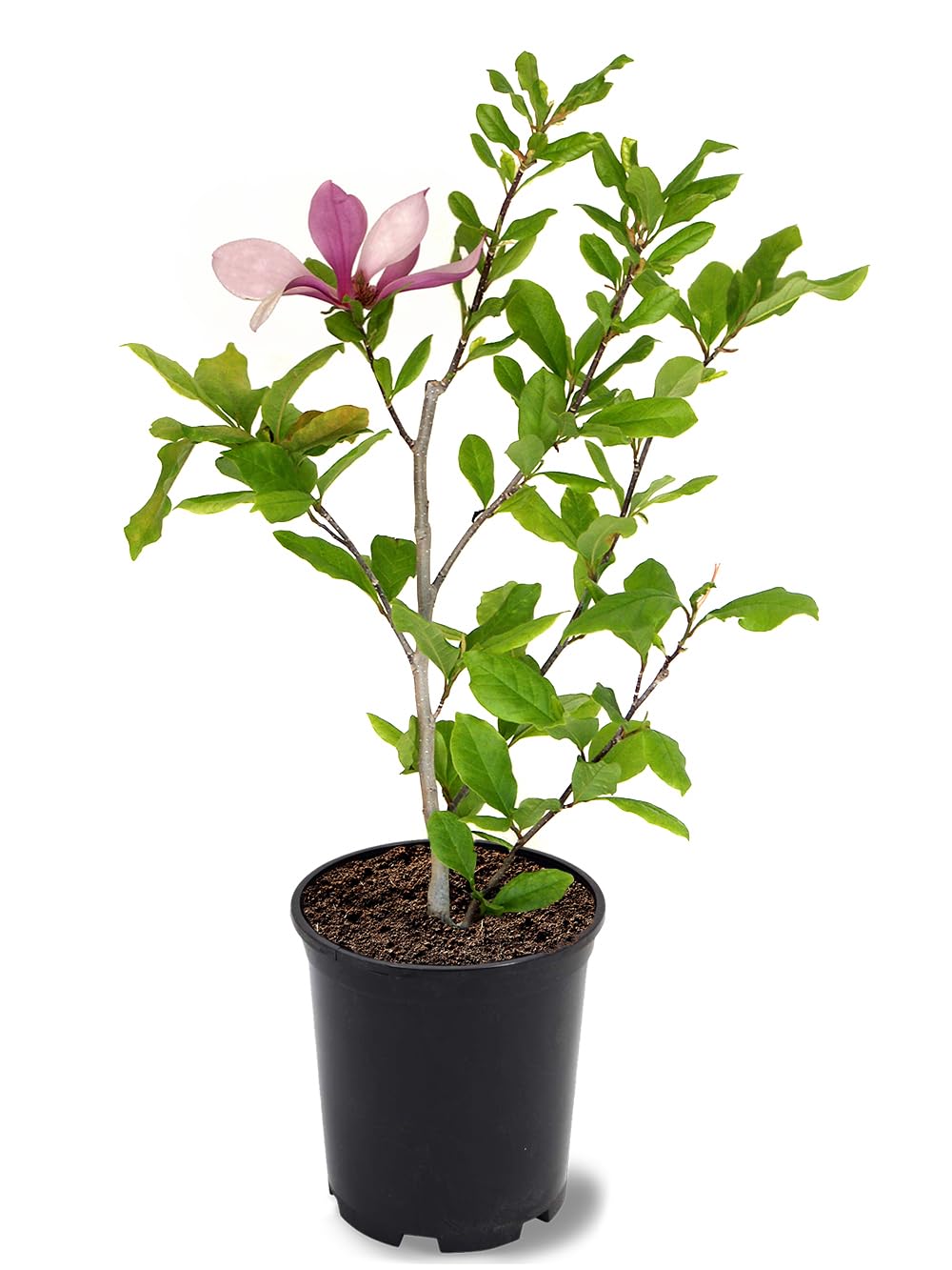 American Plant Exchange Japanese Alexandrina Magnolia Tree, 1 Gallon Pot, 1-1.5ft Tall, Live Outdoor Landscape Garden Plant, Large, Pink-Purple Flowering Blooms, Easy to Care
