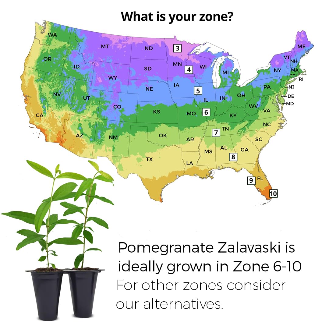 Pomegranate Salavatski Live for Sale (4 Pack) | Easy to Grow Plants | Edible Fruit Plant for Sustainable Living | Grow Your own Food on Your Edible Organic Garden| Live for Planting| 2 inch Pot