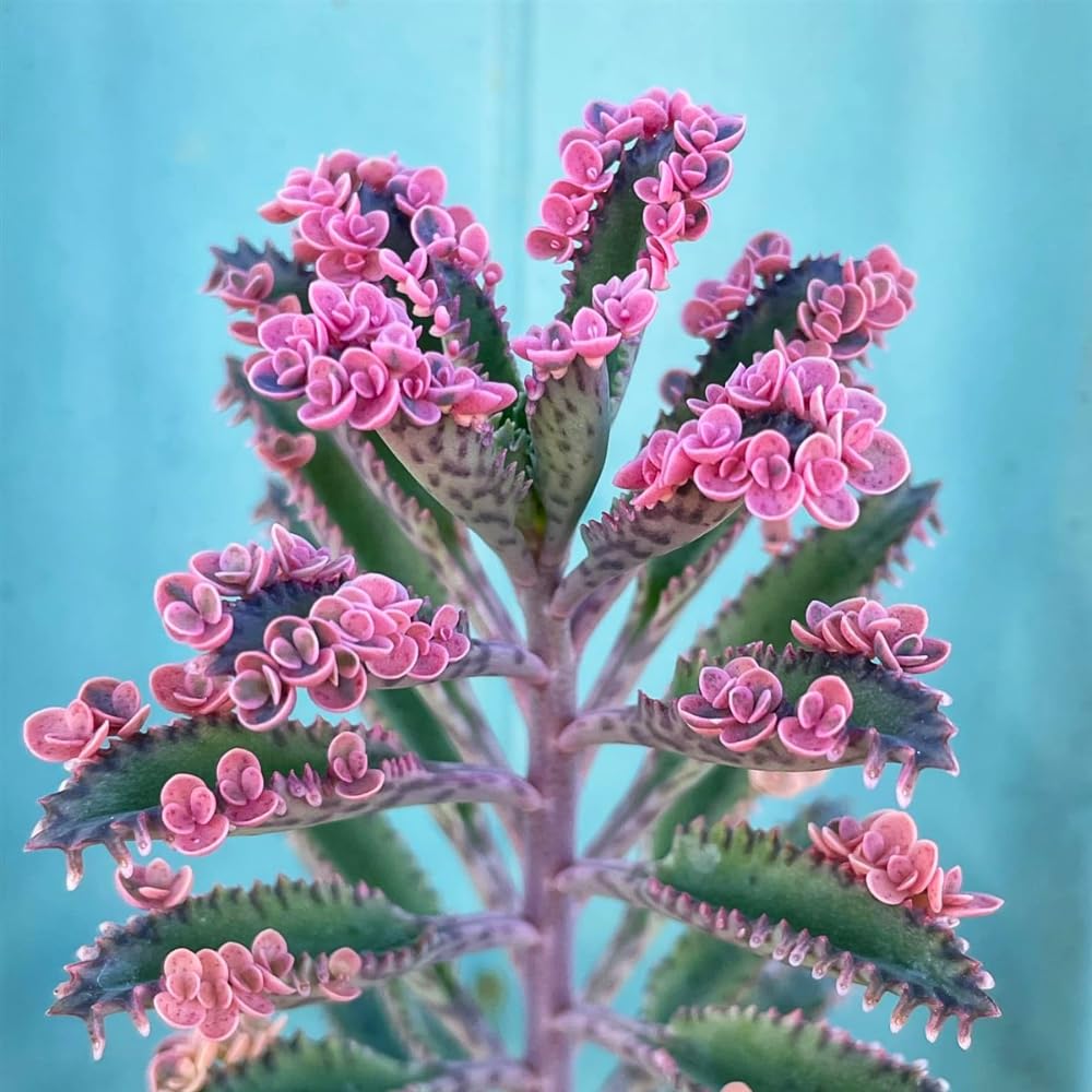 Kalanchoe Plant Live, Mother of Thousands Live Plant in 2" Pot, Rare Succulent Indoor Houseplant (Pink Butterfly Kalanchoe)