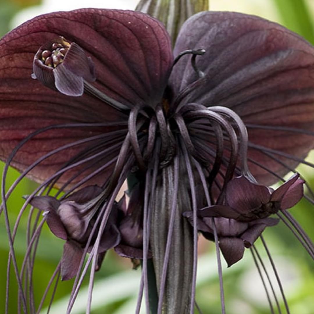 01 Random Bat Flower Live Plant, Bat Orchird Tacca Chantrieri Houseplant 4-6 Inches Tall