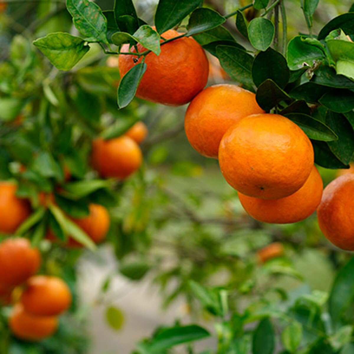 Live Plant - Calamondin/Calamansi Orange Tree - 26-30" Tall Live Plant, Gal Pot, Citrus mitis