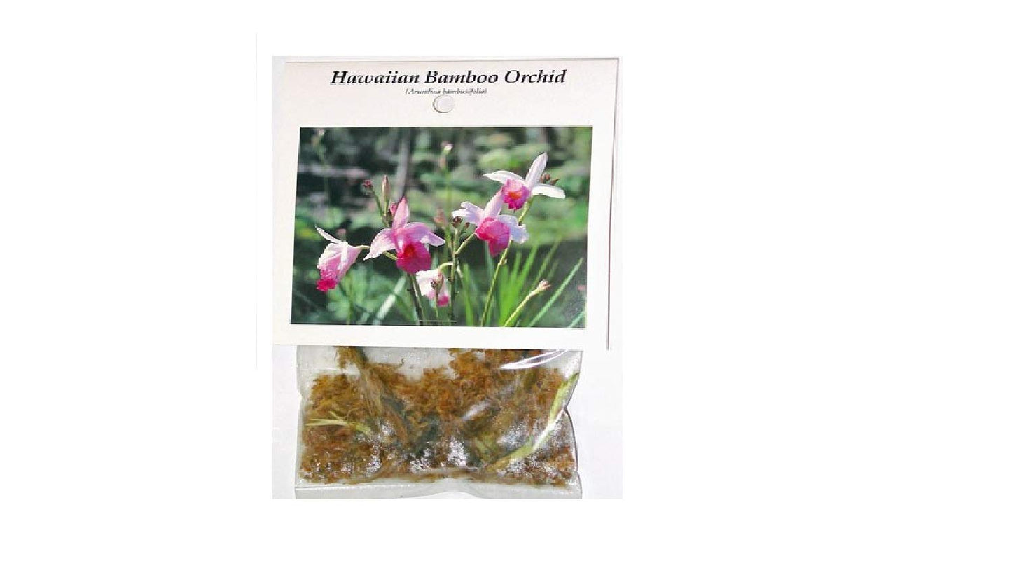 Hawaiian Bamboo Orchid Plant Root - Live Tropical Orchid, Easy Care Indoor Outdoor Flowering Plant with Fragrant Purple Blooms, Hawaii Grown Orchid