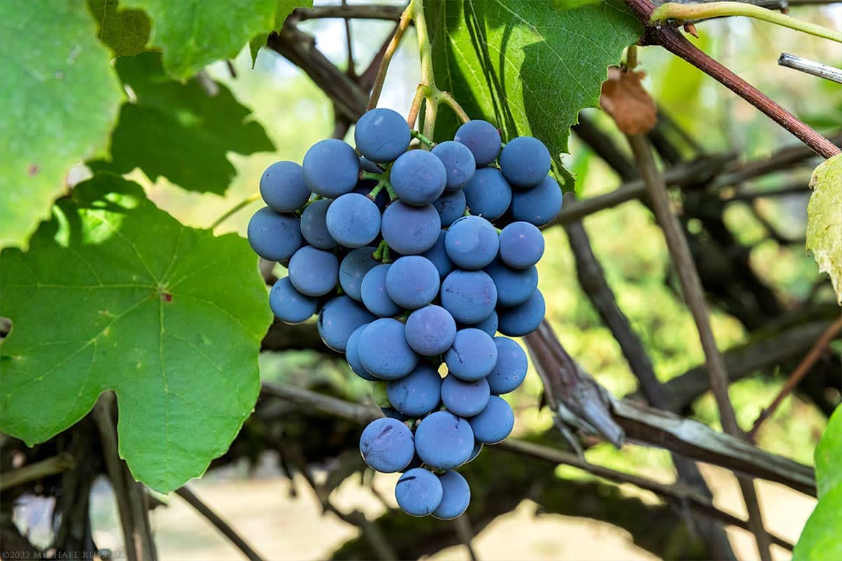Concord Grape Vine for Planting, Bareroot 1-2 Years Old, Concord Grape Plant Live Sweet Grape Fruits Ready to Grow