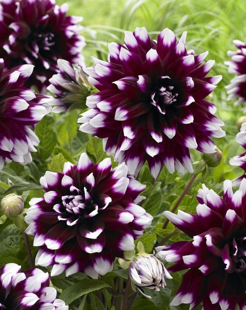 Votaniki Mystery Day Dahlia Bulbs - Dinnerplate Dahlia Bulbs for Planting | Eye-catching Flower, Perennial Dahlia, Large Blooms (1 Pack)