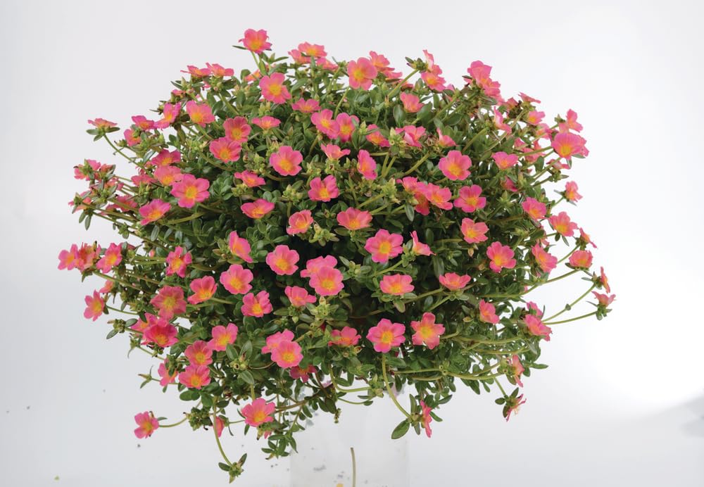 Pink Glow Portulaca Live Plants | Pack of 2 (Two) | 5-9" Tall | Moss Rose Purslane | Drought Tolerant Luminous Trailing Succulent for Hanging Baskets & Rock Gardens