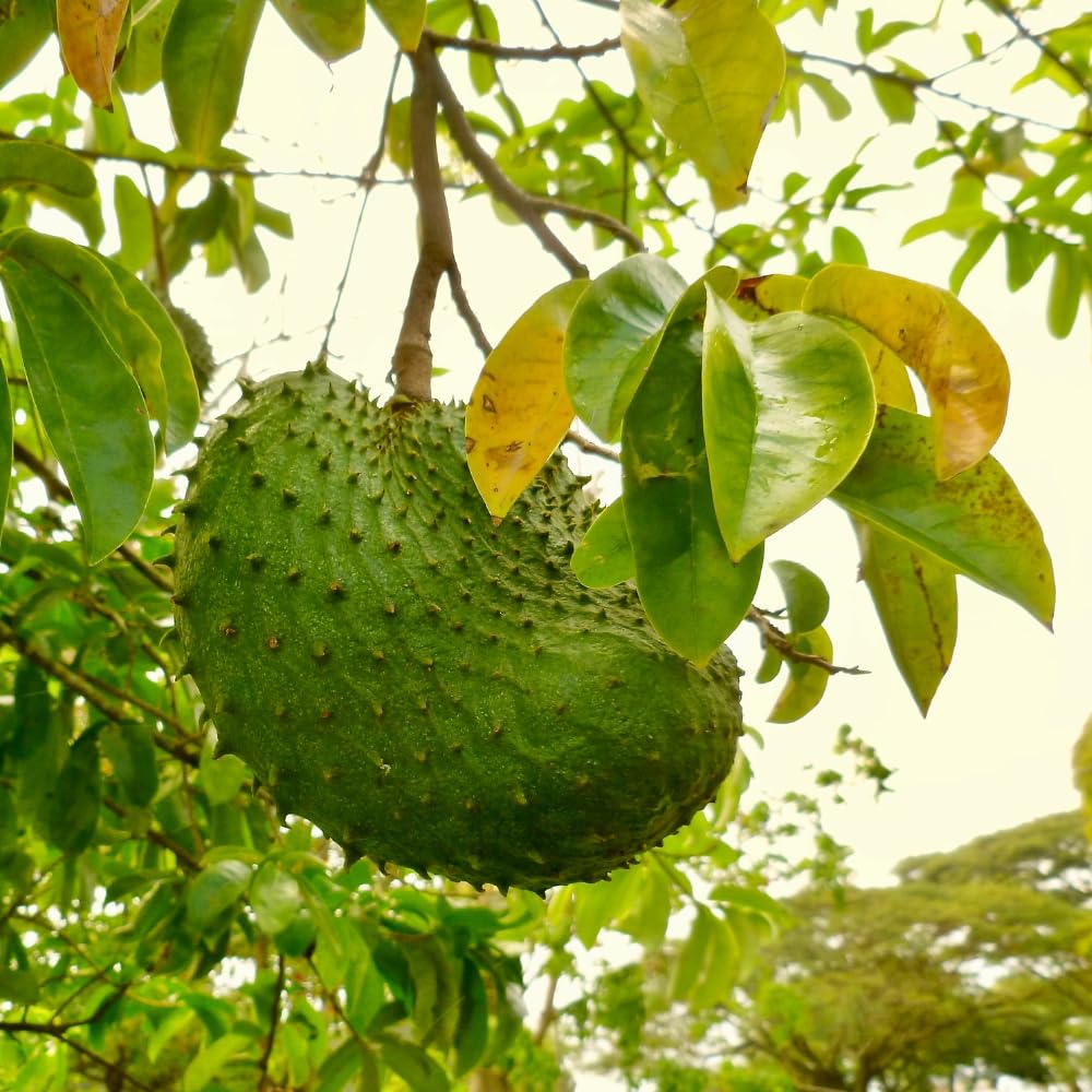 Soursop Live Plant, Tropical Soursop Fruit Tree 5-8'' Tall, Annona Muricata Tree for Growing Outdoor