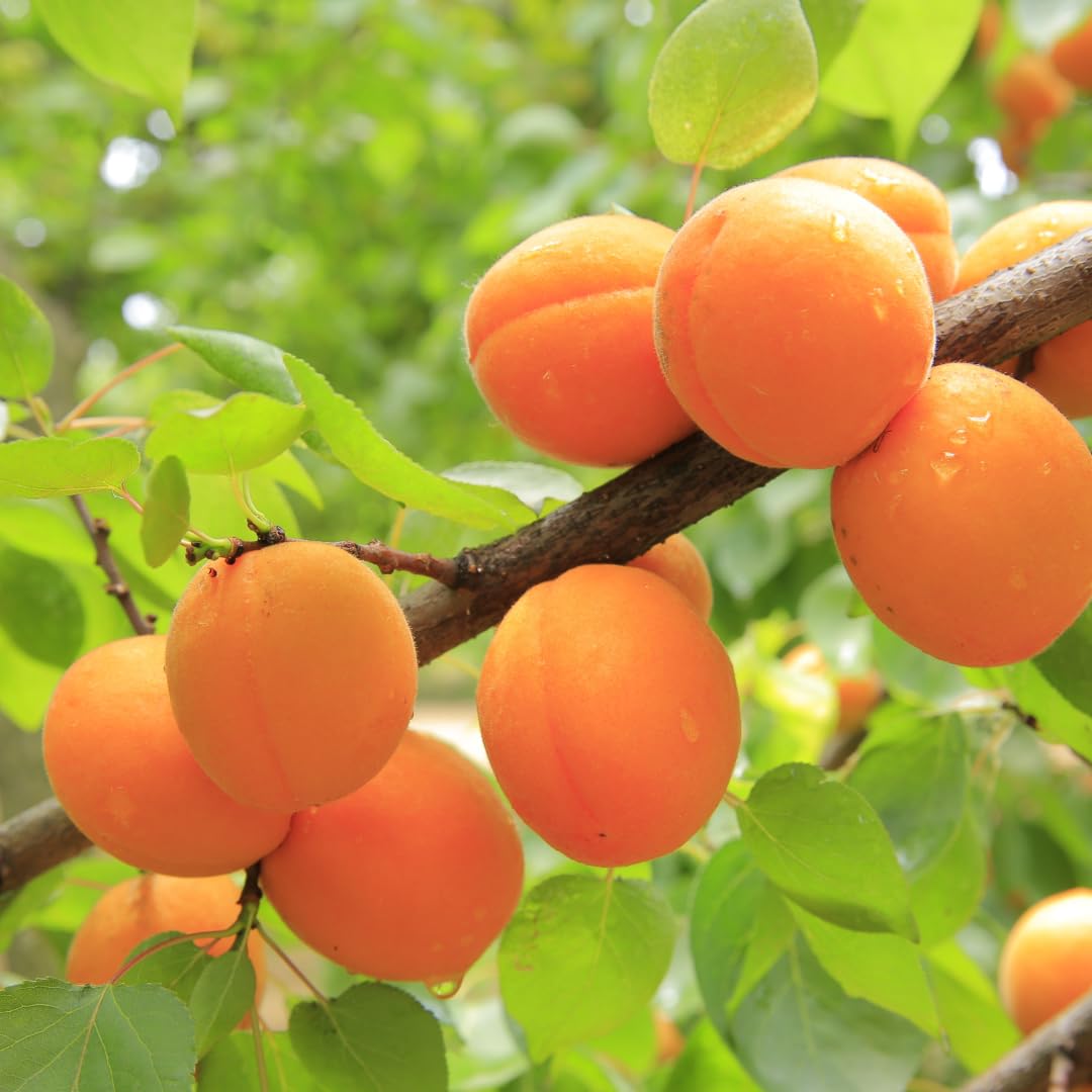 Live Apricot Tree for Planting, 2–3 ft Tall in 3-Gallon Pot, Fruit Tree, Suitable for Outdoor Garden Planting, No Ship to CA