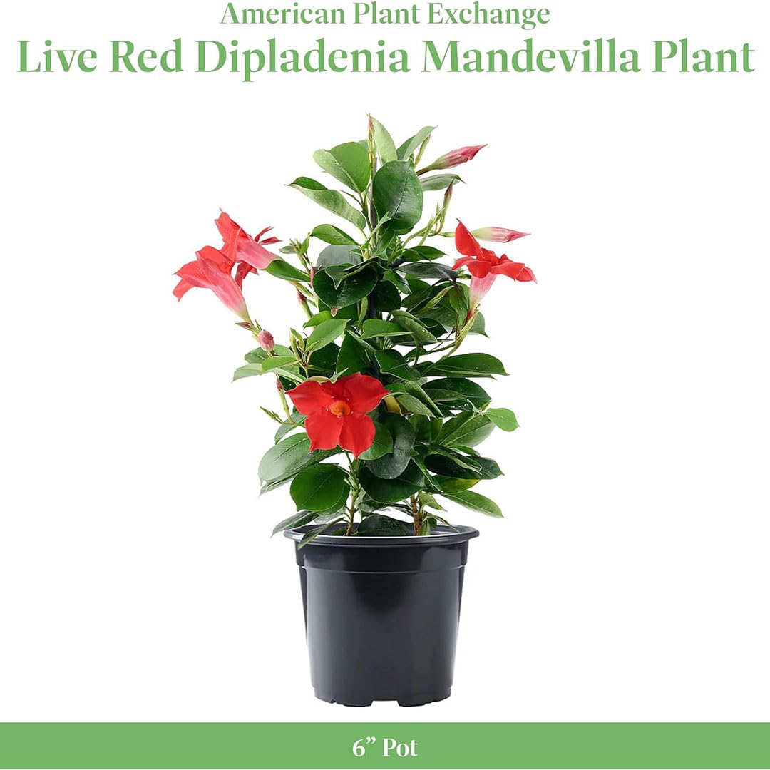 American Plant Exchange Dipladenia Bush 'Red', 6-Inch Pot, Continuous Blooms, Easy-to-Care Live Plant for Indoor & Outdoor Use, Flowering Shrub Perfect for Landscapes, Container Gardens & Patios