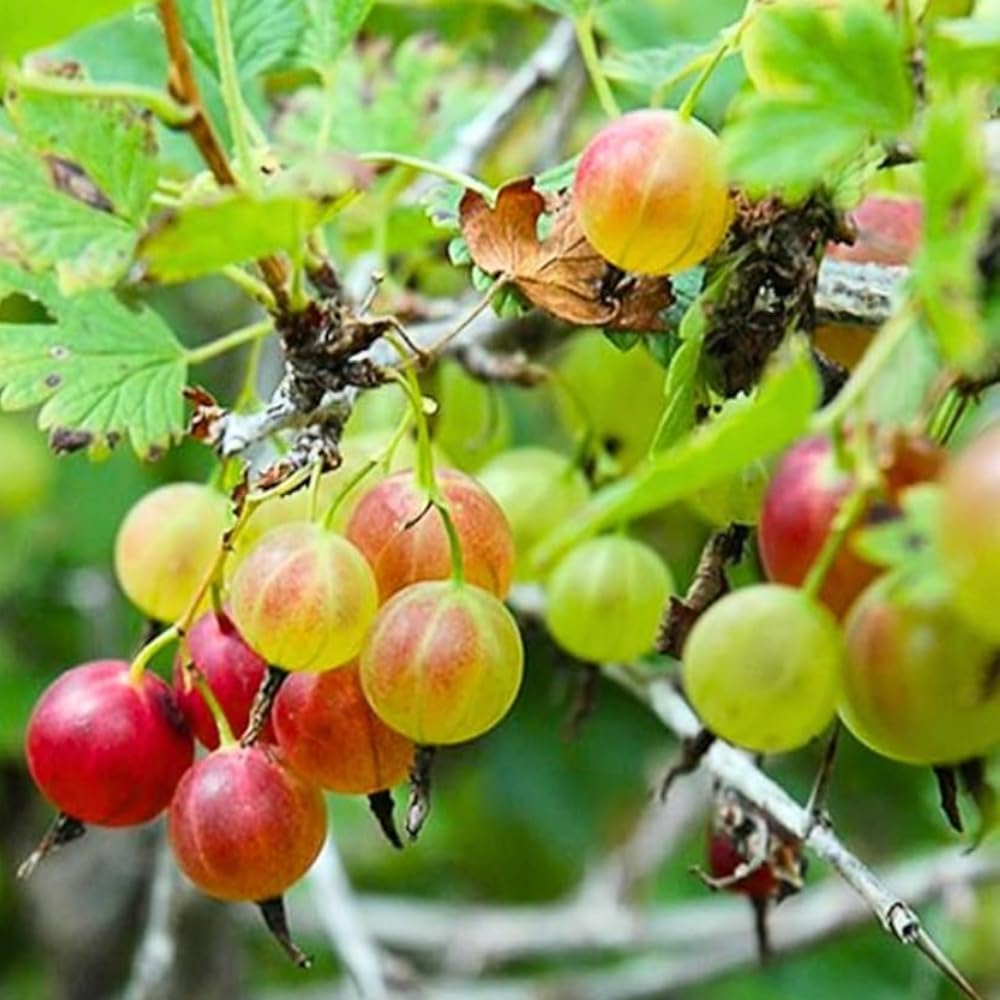 Sweet Gooseberry Tree Plant Live, Gooseberry Bush Live Plant, 5-9 Inch Tall, Gooseberry Plant Live for Planting Outdoors