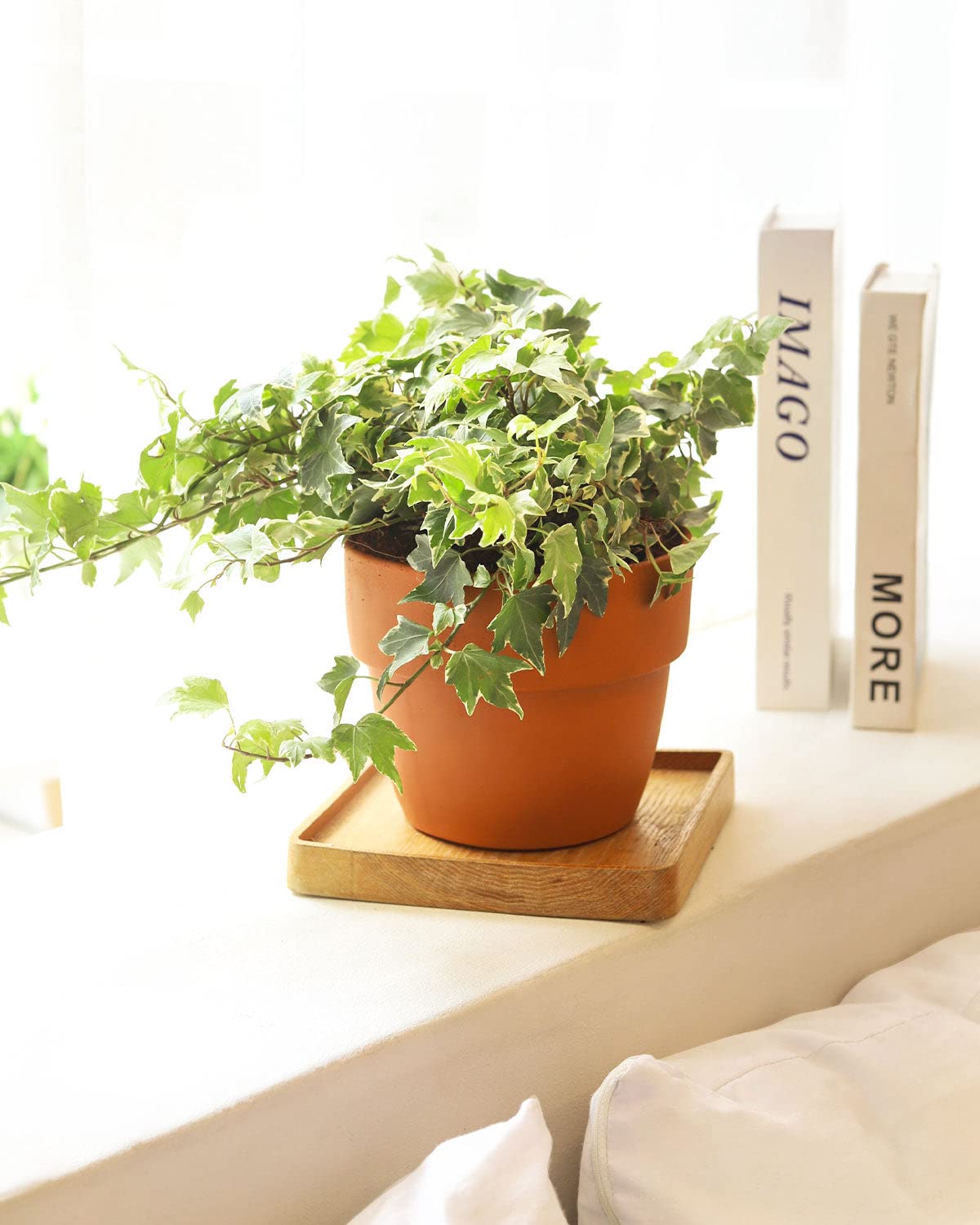 Golden English Ivy - Hedera Helix Kolibri (4" Grower Pot) - Eye-catching, Air-Purifying, Easy to Grow Houseplant - Best Trailing Houseplant for Home and Office Decoration