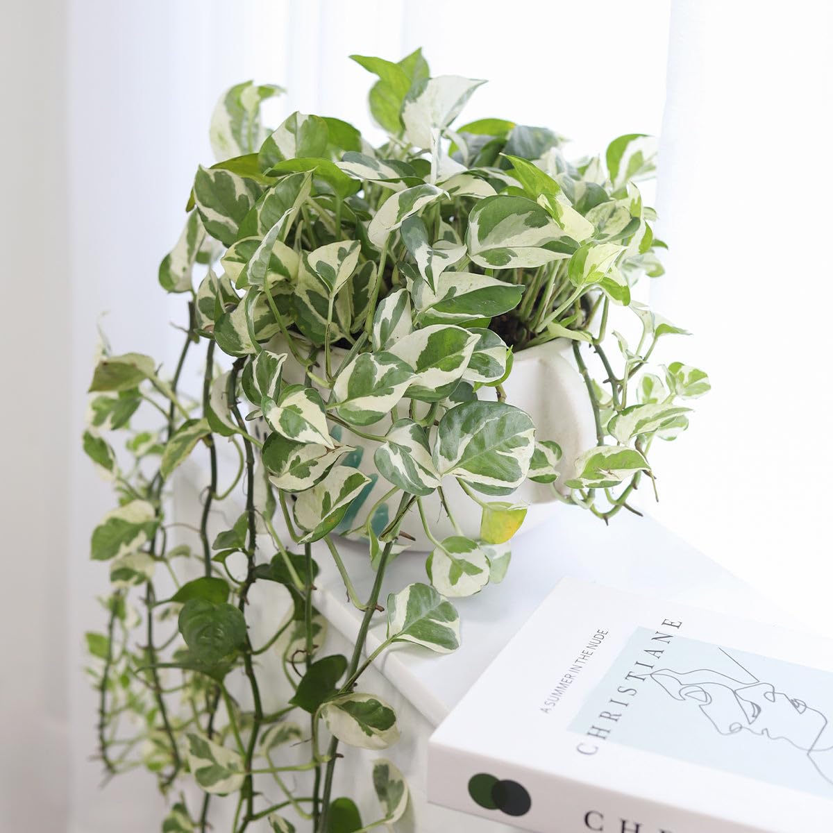Pothos N'joy (4 inch) - Air-Purifying Houseplants - 4/6 inch Unique Live Decorative Houseplants - Low-Maintenance Indoor Plants, House Warming Gift, Natural Air Purifier