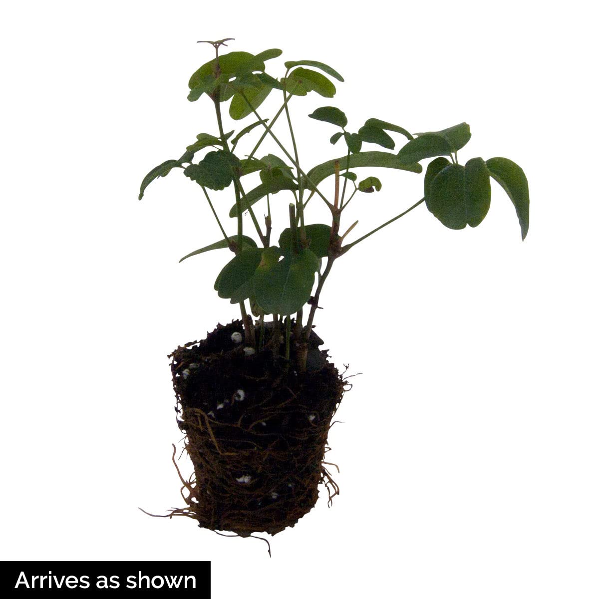 GARDENS ALIVE! - Chinoides White Flowering Rhododendron Broadleaf Evergreen Starter Shrub, One Plant per Offer
