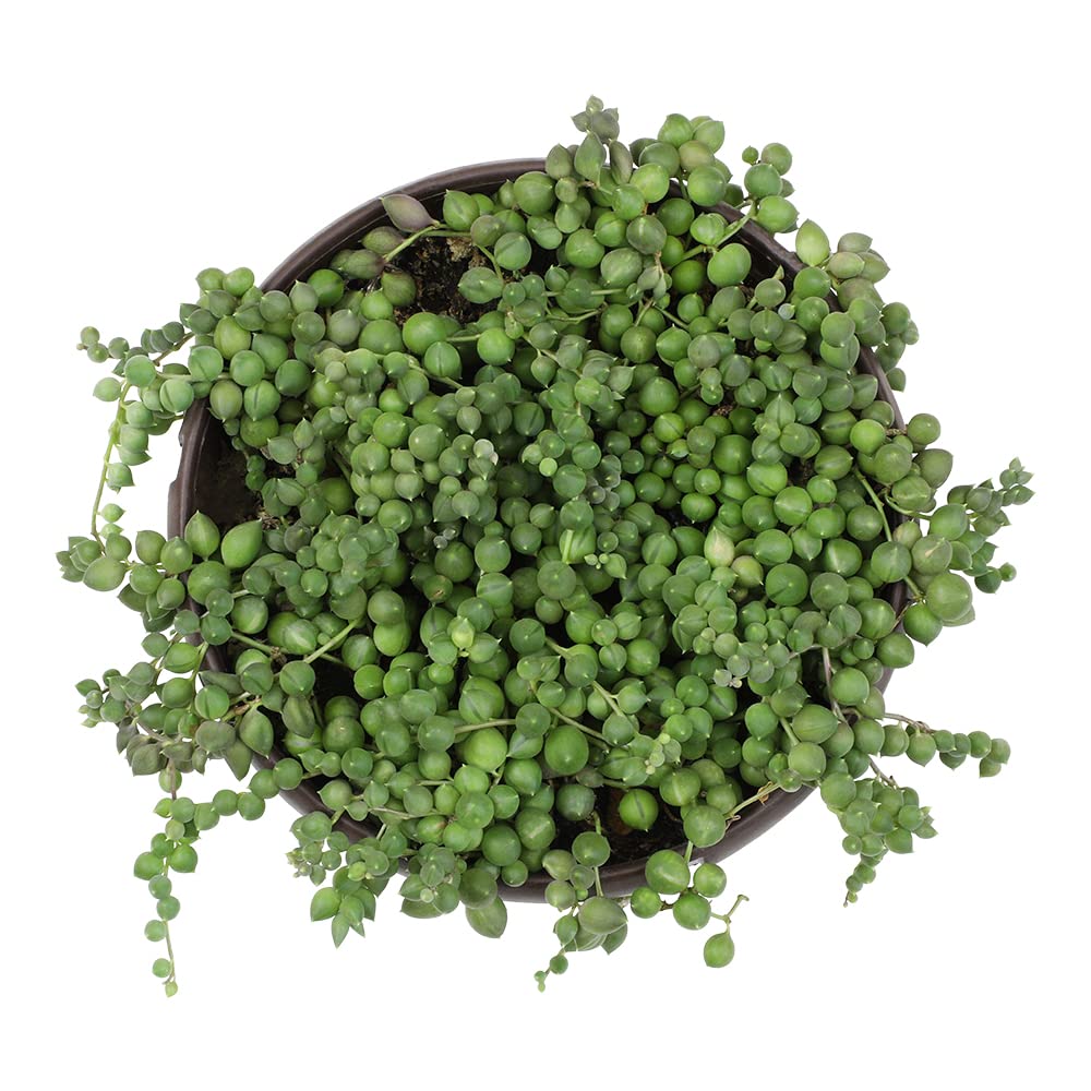 Live String of Pearls Succulent Plant Decor Hanging Basket, Real Succulents & Houseplants for Home or Office, Senecio Rowleyanus, Unique House Plants