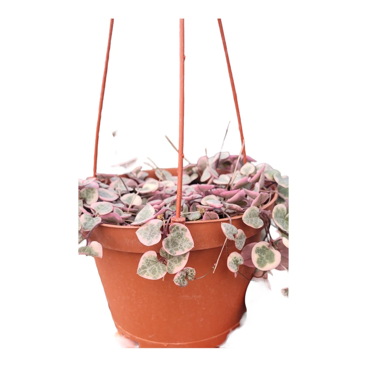 String of Hearts (Ceropegia Woodii) Veriegated in A 6in Pot