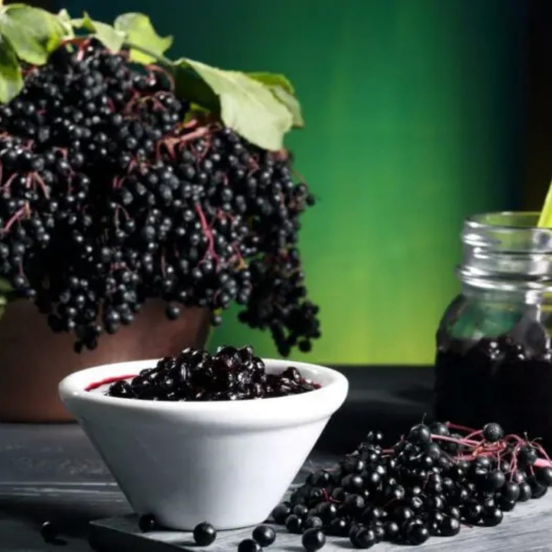 Sweet Elderberry Plant Live Tree 1 Year Old, Perennial Fruiting Shrub, 6-10" in Tall, Spring Planting Outdoor