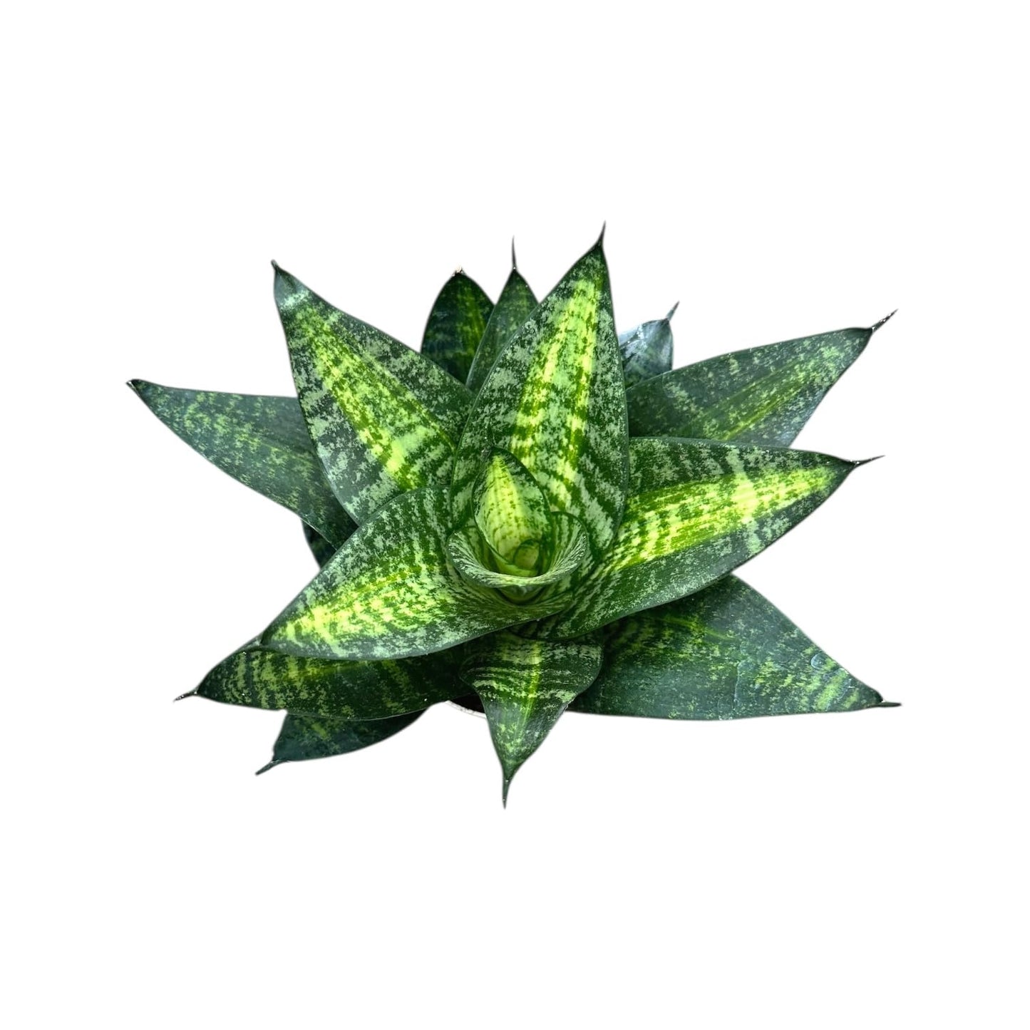 Live Plant, Snake Plant, Indoor Plant, Sansevieria, Air Purifying, Easy Care, 4 inch Pot by Hopewind Plants Shop (Tiger Star)
