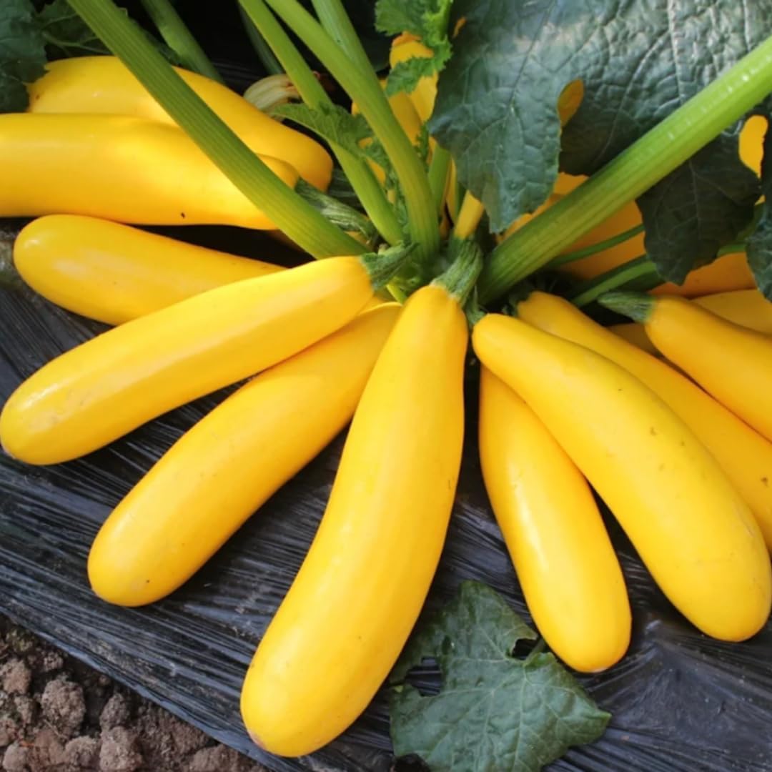 6 Yellow Squash Plants Live, 3 to 5 Inch Tall, Zucchini Plants Live, 4 Inch Pot Vegetable Plant