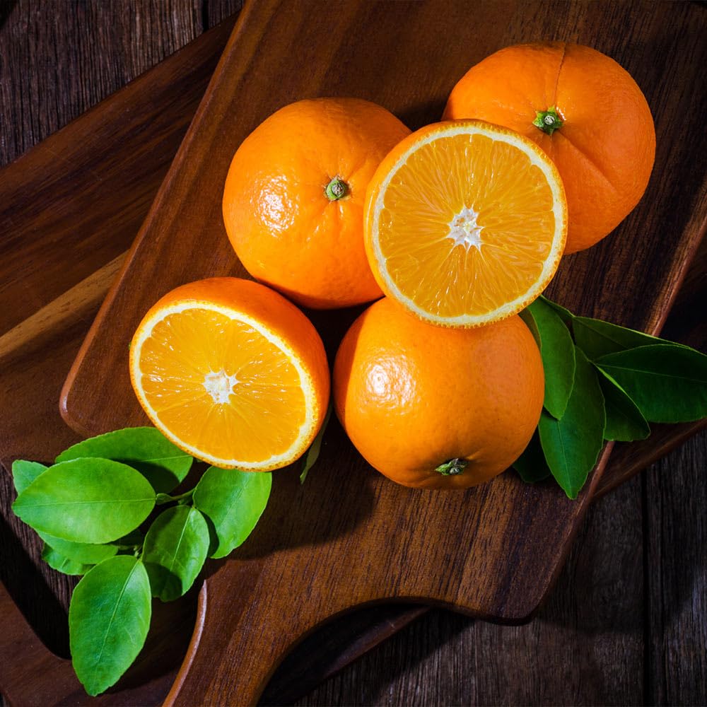 Brighter Blooms - Valencia Orange Tree, 1-2 ft. - No Shipping to AK, AL, AZ, CA, FL, GA, HI, LA, MS, OR, TX