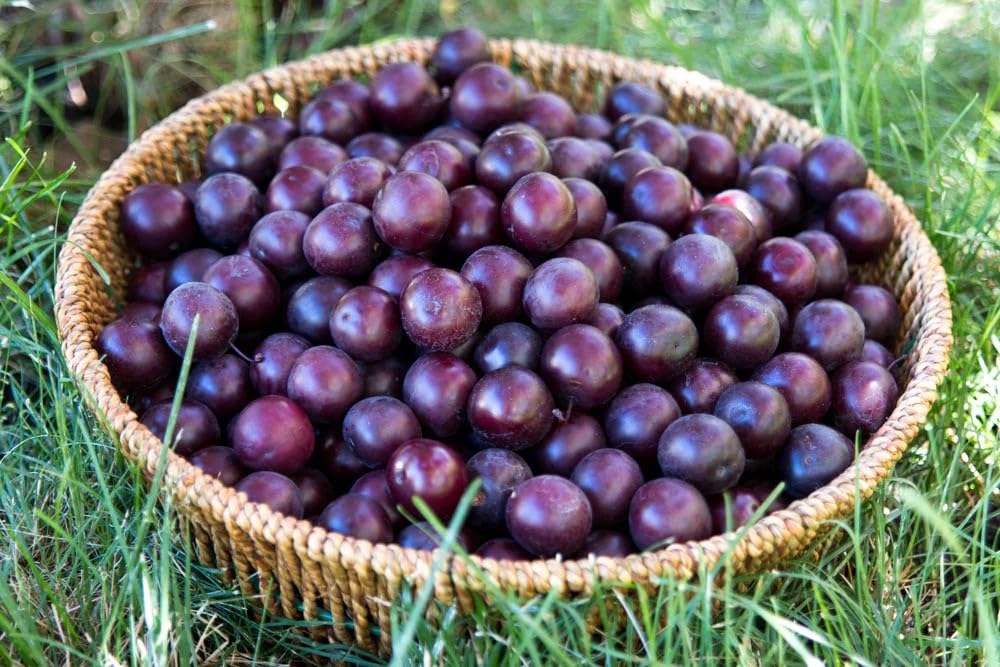 40 Pcs Black Cherry Tree Seeds, Fruit Tree Seeds for Planting, Prunus Serotina Dwarf Cherry Tree with Edible Black Cherries Non-GMO Fruit Seeds for Planting