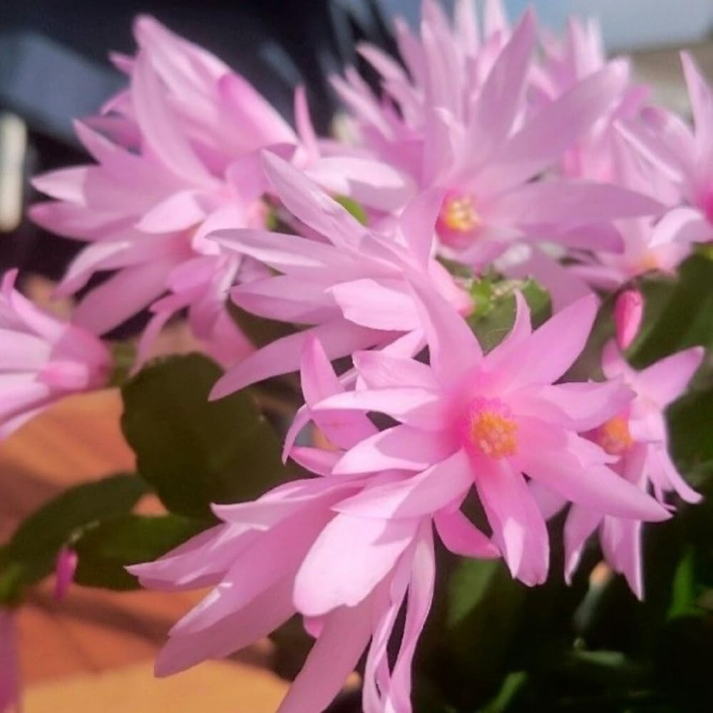 Light Pink Easter Cactus Plant, 4 to 6 Inch Tall Live Spring Easter Cactus, Ornamental Flower Houseplant for Indoor Oudoor Garden