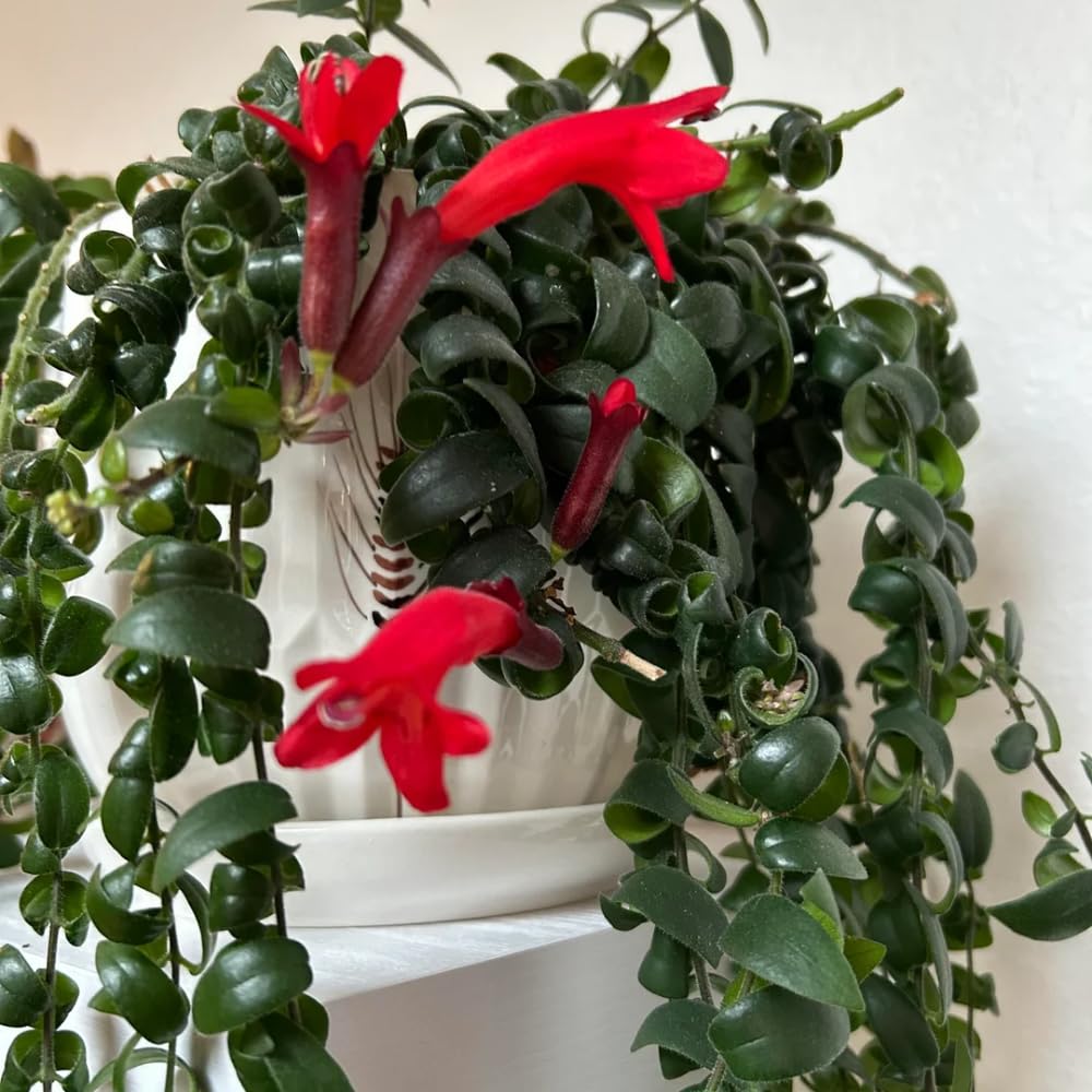 Trailing Curly Lipstick Plant Live, 8-10'' Long, Aeschynanthus Lipstick Live Plant in 3.5'' Pot, Rare Houseplant, Live Indoor Plant, Twisted Lipstick