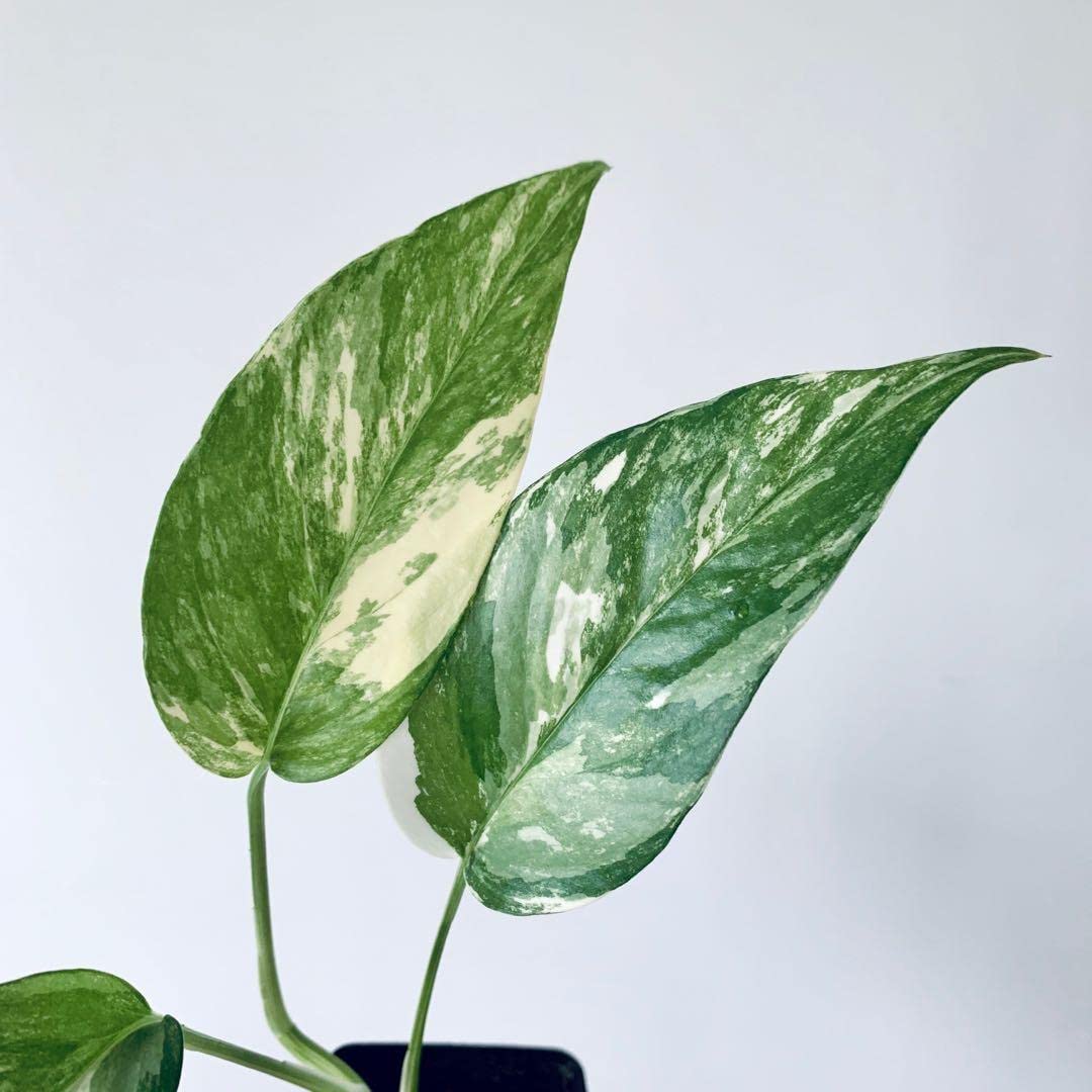 Variegated Albo Pothos - Live Plant in a 4 Inch Pot - Epipremnum Pinnatum Variegata - Extremely Rare and Beautiful Vining Indoor Houseplant - Air Purifying
