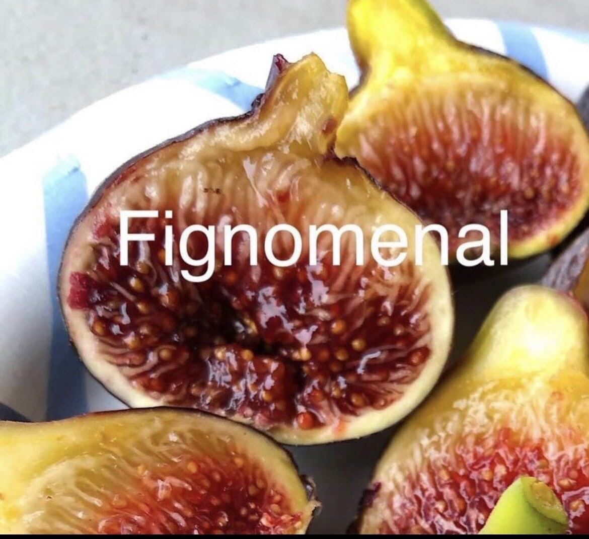 Live Plant - Fig Trees Cold Weather Combo 2 Trees Olympian and Fignomenal