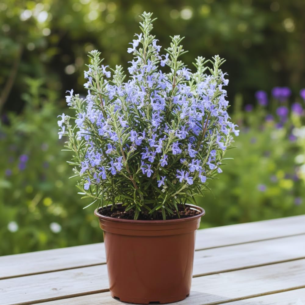 Rosemary Plant Live in Pot, Live Rosemary Plant, 8 Inches in Height, Fragrant Herb Plants