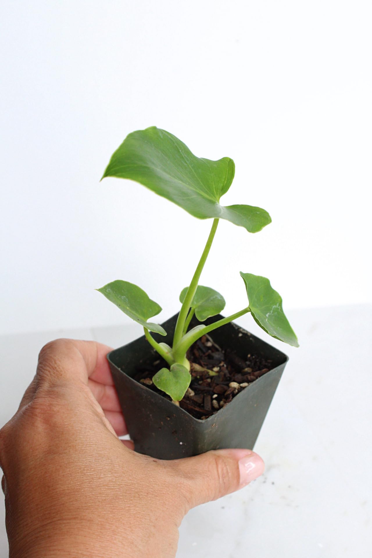 Mini Philodendron Selloum Hope Starter Live Plant Fairy Garden Tree Tropical Houseplant Gift Indoor Plant Low Maintenance Easy Care Plant