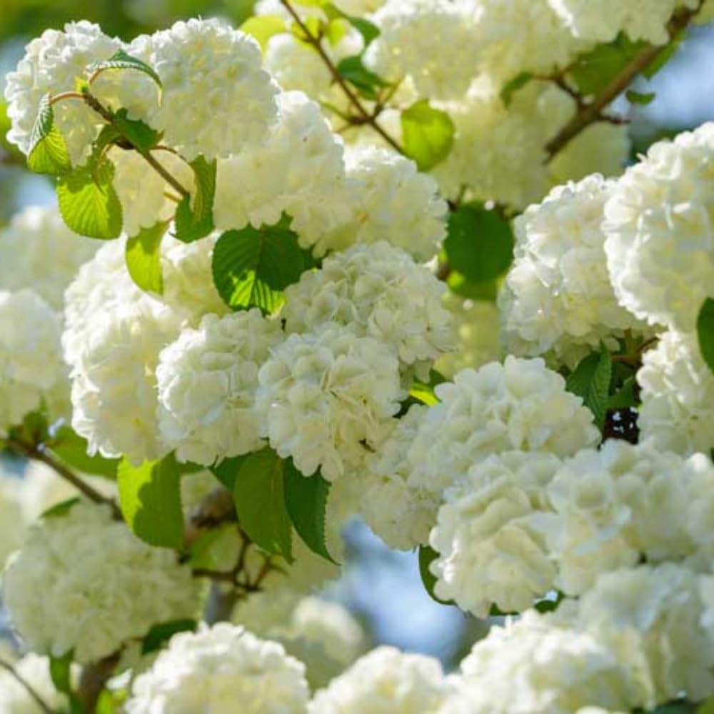 Old Fashion Viburnum Plant Live for Planting, Snowball Viburnum Live Plant 6 to 10 Inches Tall, 4 Inch Pot