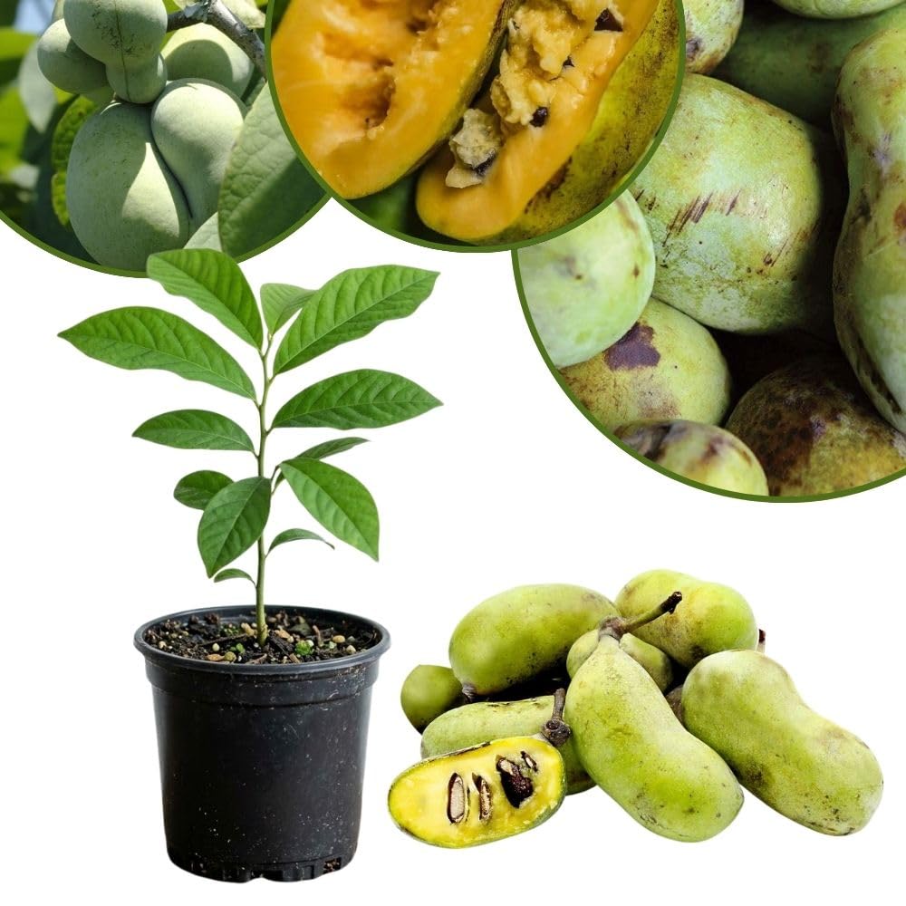 Pawpaw Tree Live Plant, Pawpaw Tree 12-18 Inches Tall, Paw Paw Fruit Plant for Planting Outdoor, Bareroot Plants